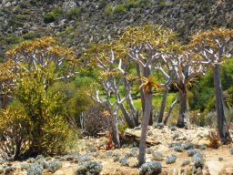 Aloidendron dichotomum