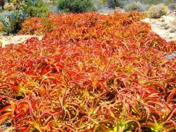 Aloe vanbalenii