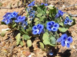 Aptosimum procumbens
