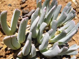 Cheiridopsis denticulata