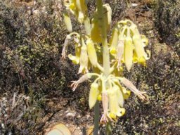 Cotyledon orbiculata yellow flowers