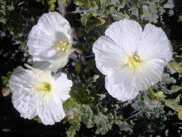 Monsonia crassicaulis