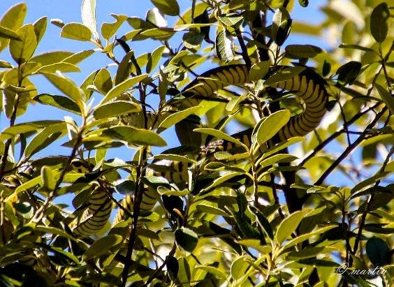 Boomslang, the other one!