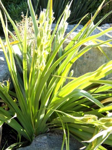 Hypoxis hemerocallidea leaves