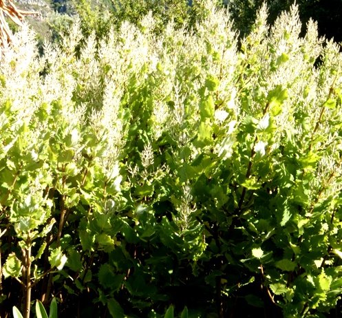 Tetradenia riparia