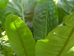 Anthocleista grandiflora stem tip leaves
