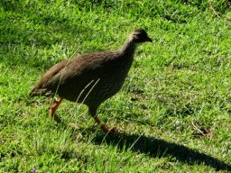 Cape spurfowl 