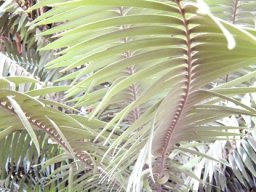 Encephalartos paucidentatus young leaves