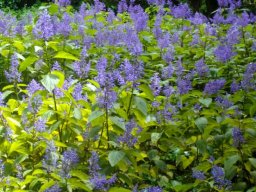 Plectranthus ecklonii flowering well