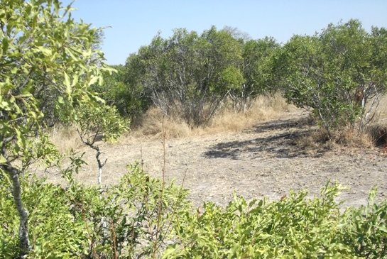 Euclea divinorum en route to the waterhole