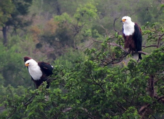 African fish eagles