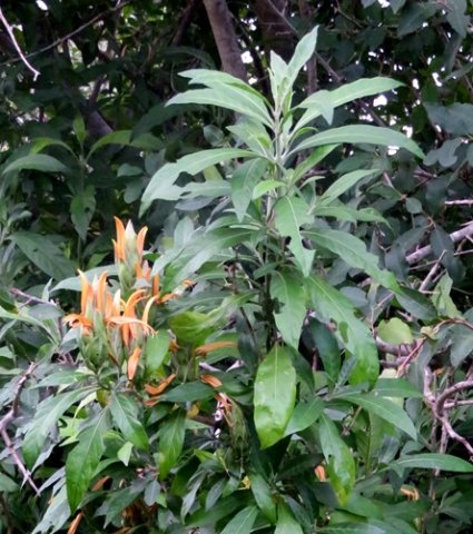 Metarungia longistrobus