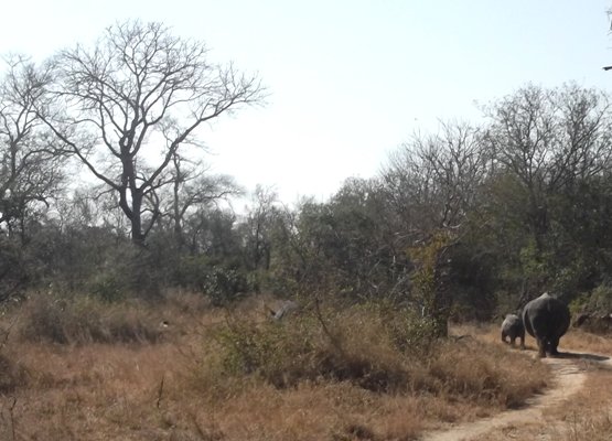 White rhino following her calf