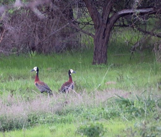 Wary whitefaced ducks