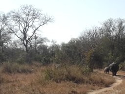 White rhino following her calf