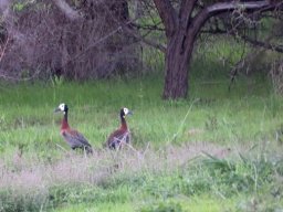 Wary whitefaced ducks
