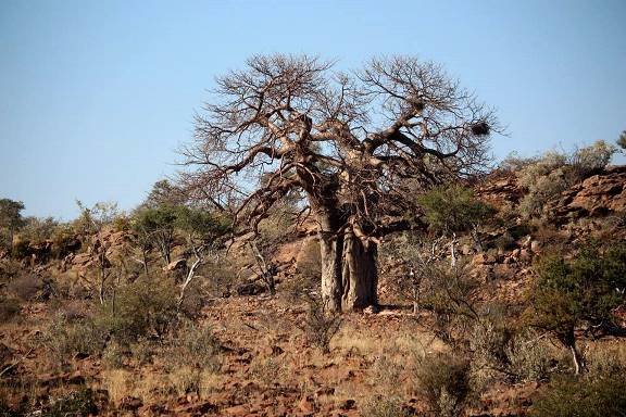 Adansonia digitata