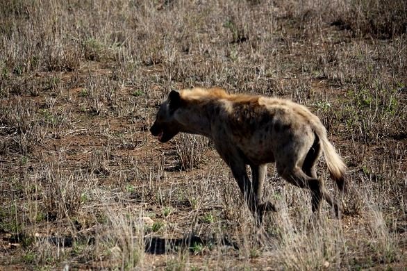 Hyena 