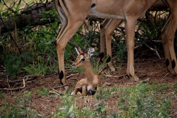 Impala lamb