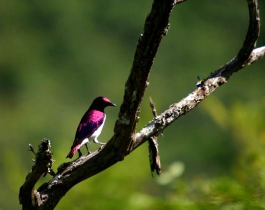 Plumcoloured starling