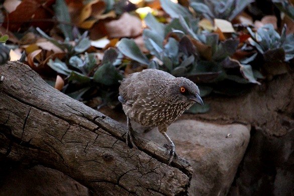 Arrowmarked babbler