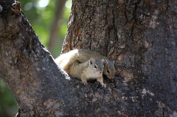 Tree squirrels in a boer-bean