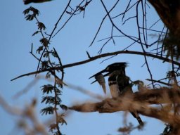 Pied kingfisher