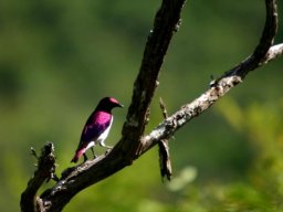 Plumcoloured starling