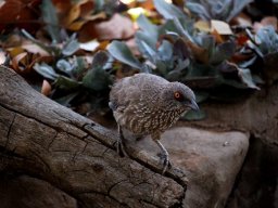 Arrowmarked babbler