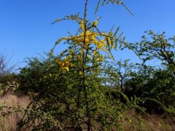 Rhigozum zambesiacum, the mopaniegranaat 