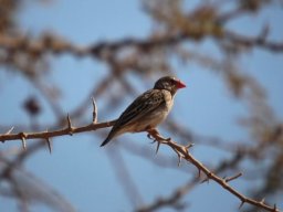 Redbilled quelea, the feathered locust