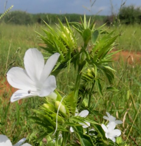 Barleria elegans stem-tip