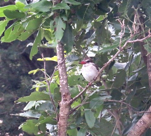 Brownhooded kingfisher