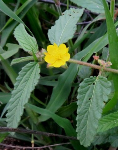 Corchorus confusus