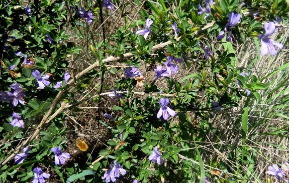 Dyschoriste rogersii branch