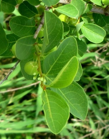 Flueggea virosa subsp. virosa