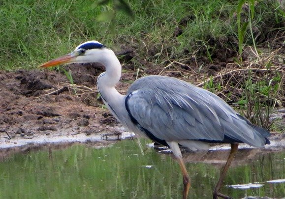 Grey heron