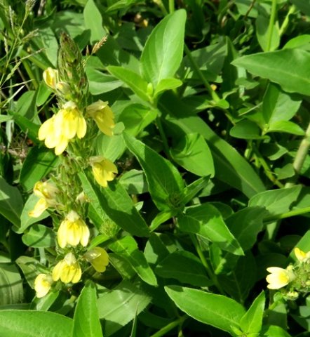 Justicia flava, the geelgarnaalbos