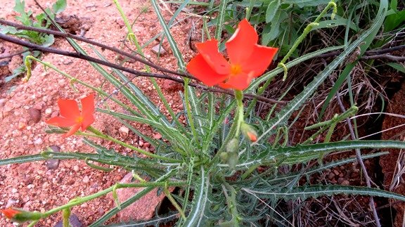 Tricliceras laceratum, lions eyes