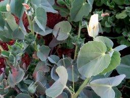Abutilon austro-africanum leaf variability