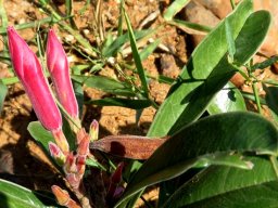 Adenium swazicum buds