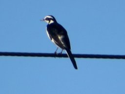 African pied wagtail