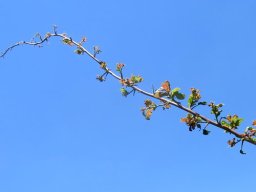 Combretum mossambicense far-reaching