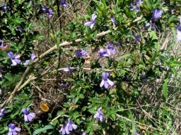 Dyschoriste rogersii branch