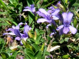 Dyschoriste rogersii flowers