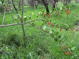 Ehretia rigida subsp. nervifolia branch