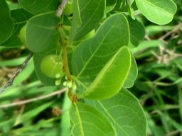 Flueggea virosa subsp. virosa