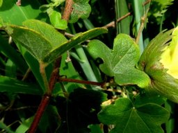 Gossypium herbaceum subsp. africanum colour games