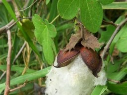 Gossypium herbaceum subsp. africanum, wild cotton living up to its name