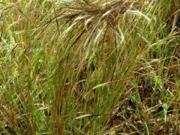 Heteropogon contortus tanglehead